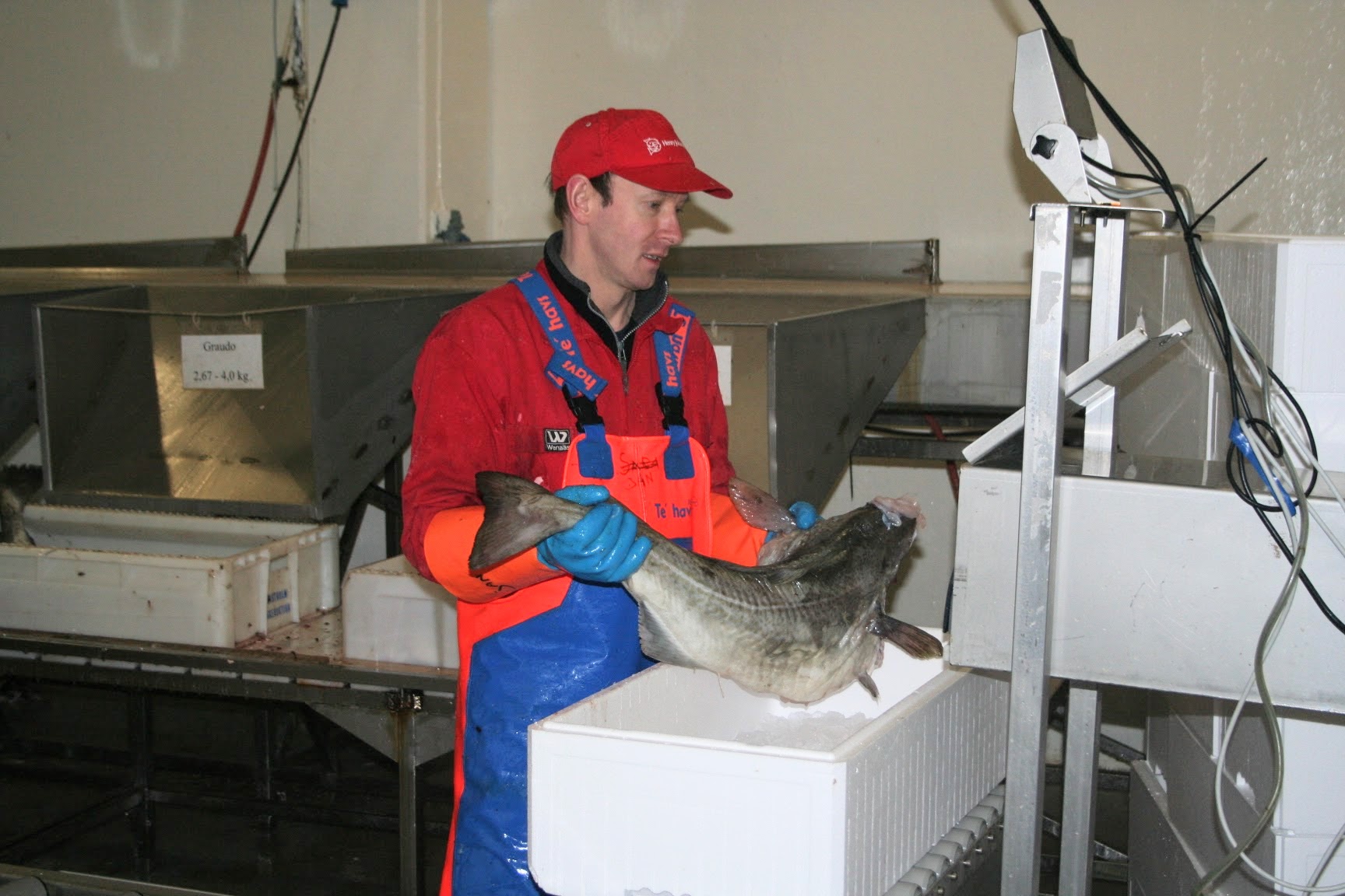 Jan aan het werk in de visfabriek