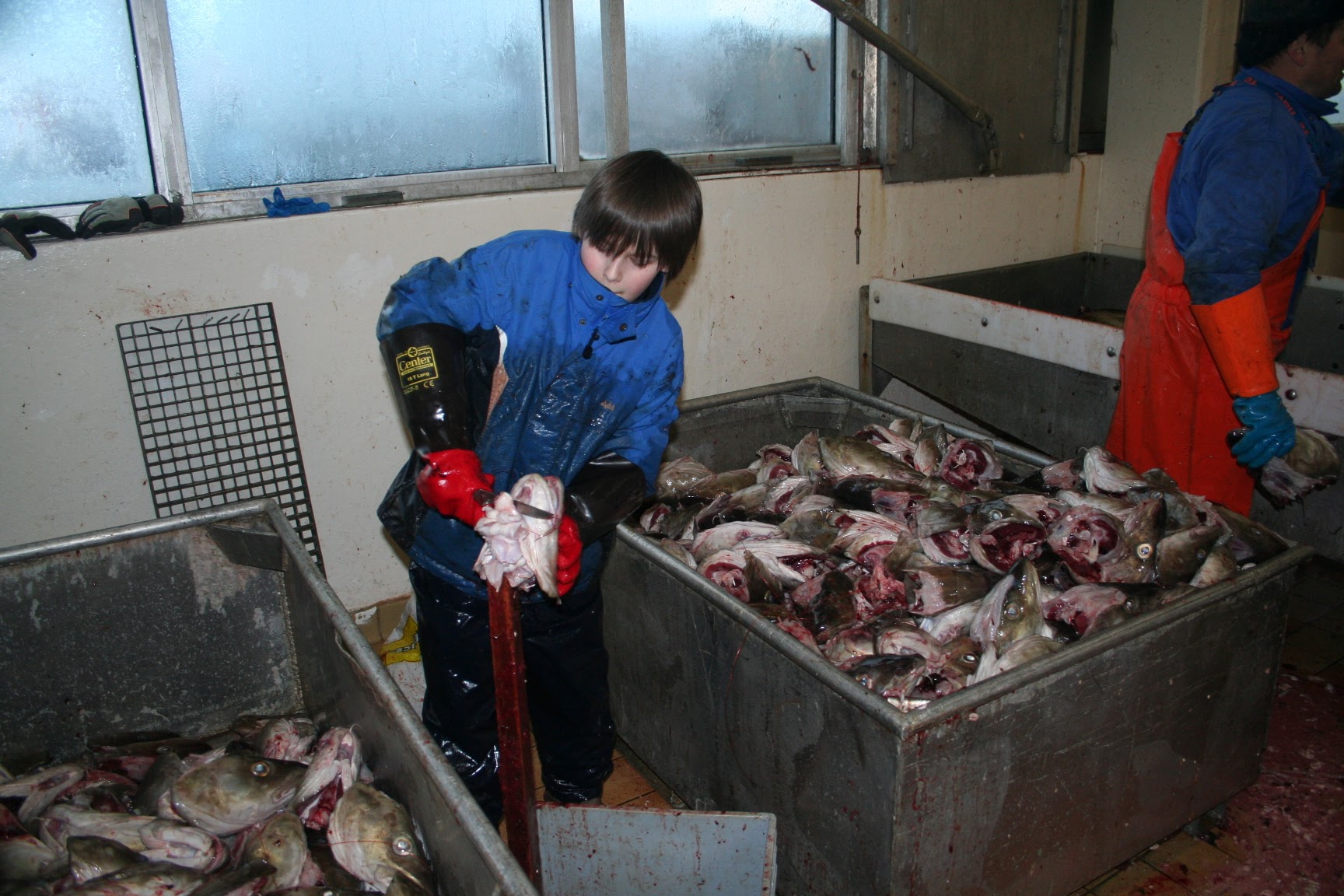 Bram snijdt vissentongen in de visfabriek Vengsøy