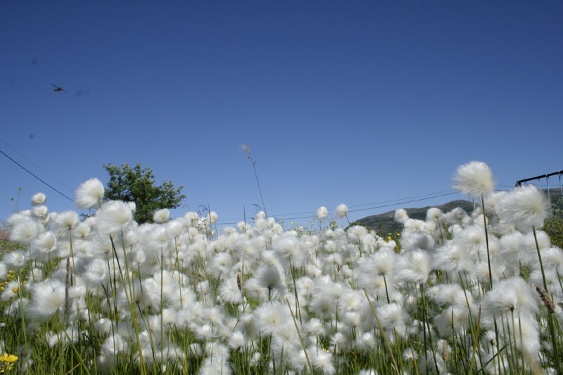 Veenpluis op Vengsøy